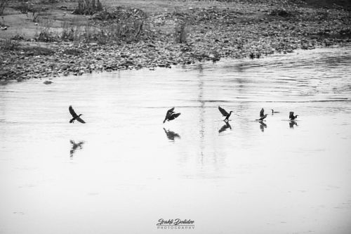 Phalacrocorax carbo - Great Cormorant