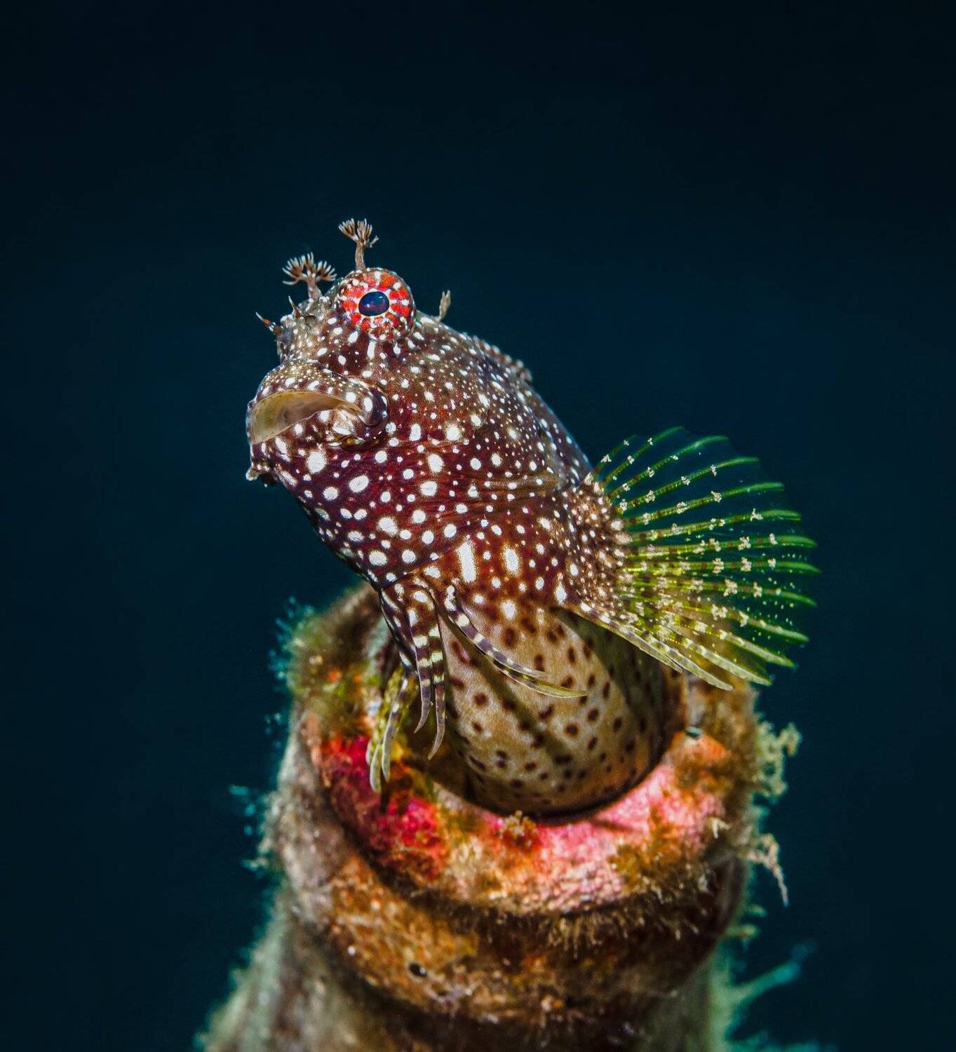 blenny, Андрей Савин