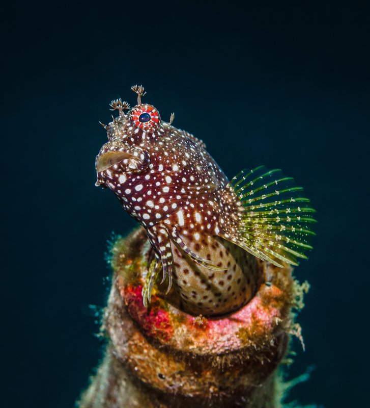 Bottle Blenny фото превью