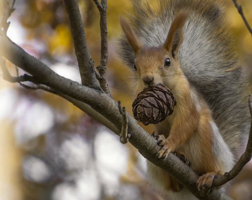 Осенний подарок..