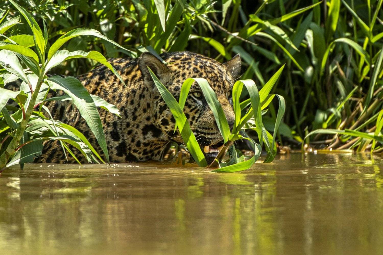 бразилия.ягуар, Александр Маркелов