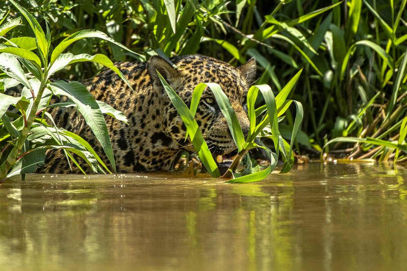 бразилия.ягуар В болотной \