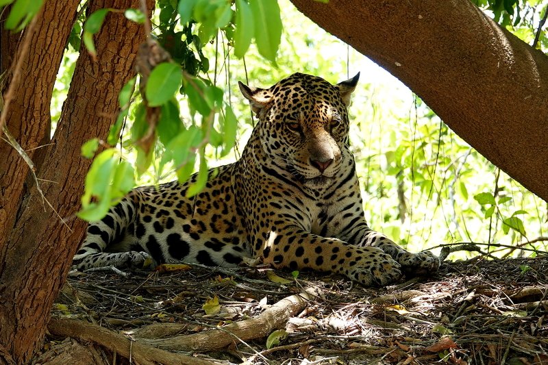 бразилия Ф И Е С Т А по БРАЗИЛЬСКИ фото превью