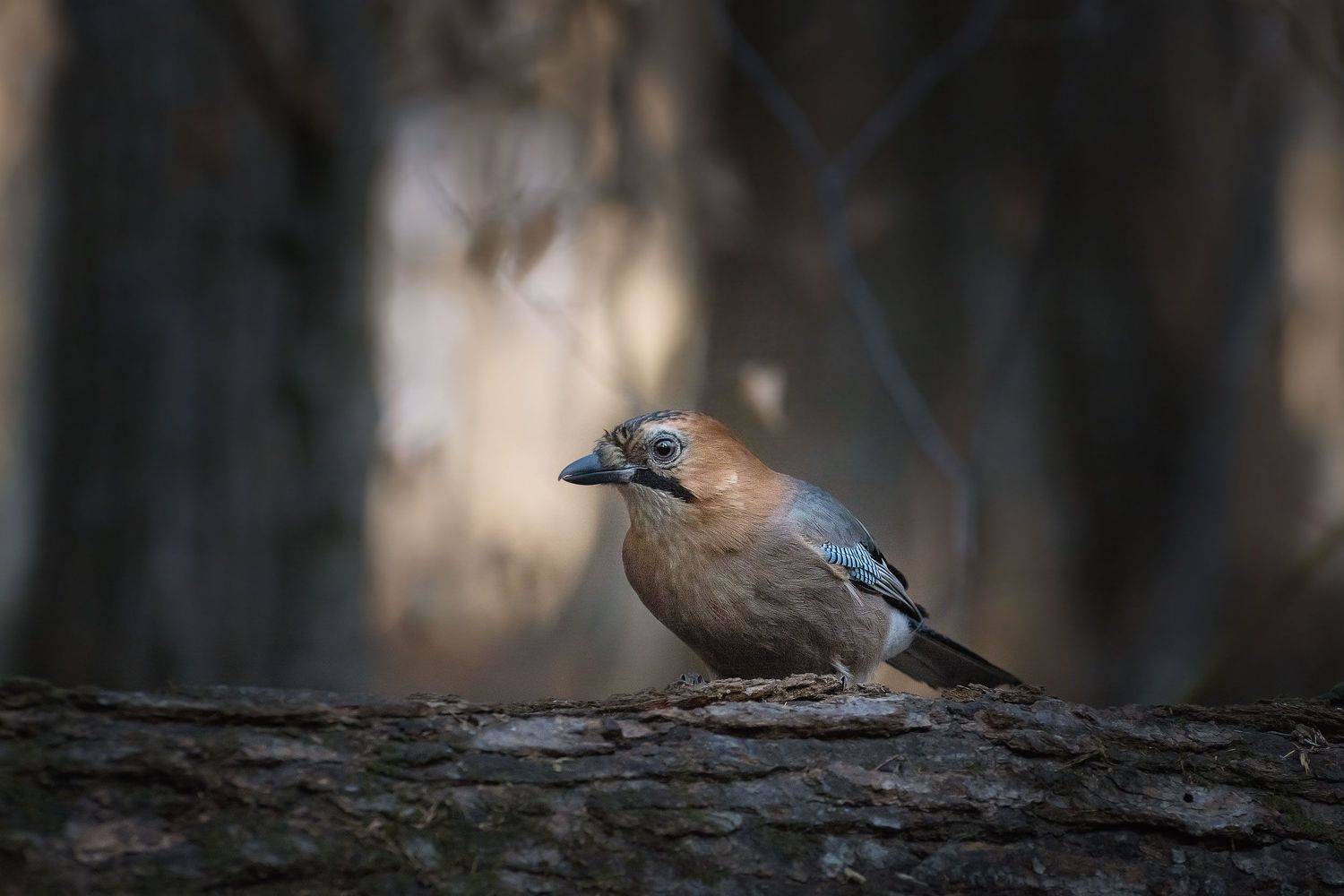 , Шинкарева Елена