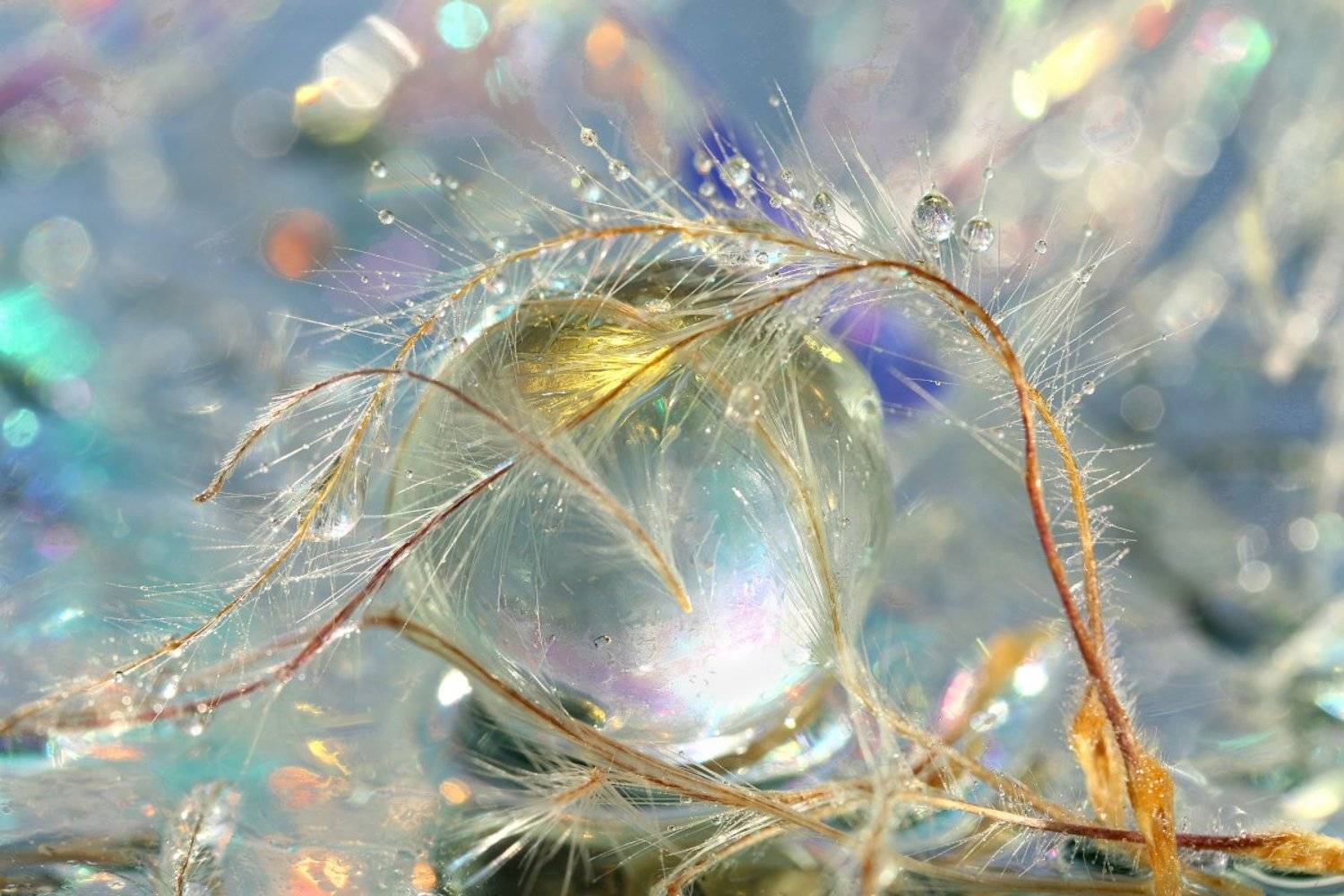 шар, стекло,  капли, боке, Шруб (Беляева) Татьяна