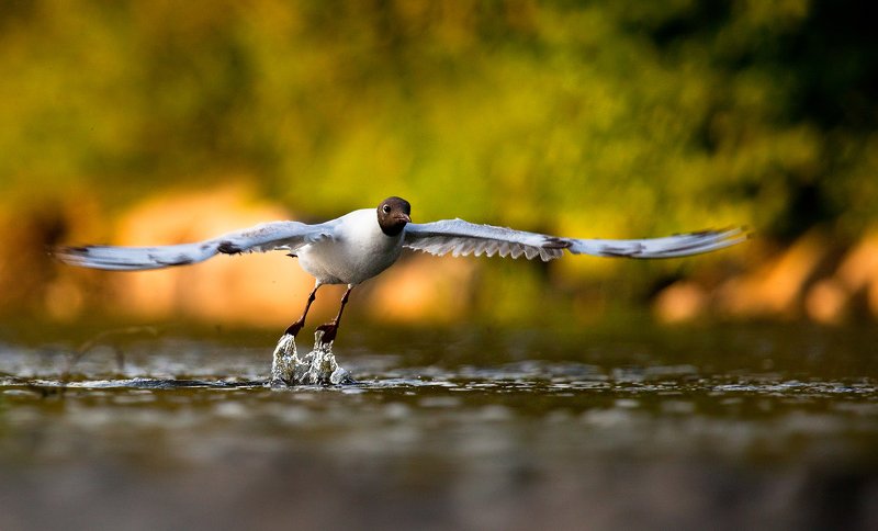 на охоте фото превью