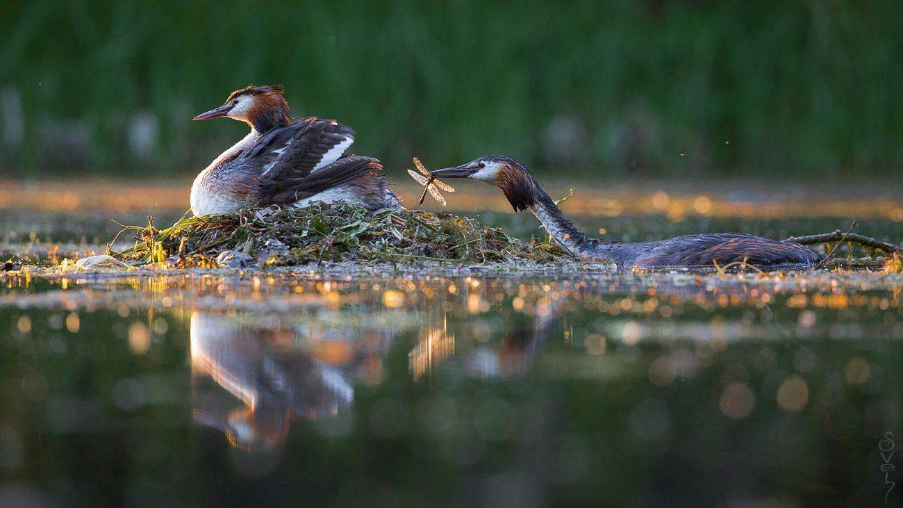 чомга, большая поганка, стрекоза, семья, Байбекова Светлана