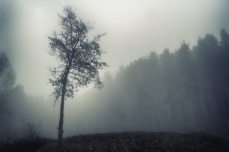 autumn, sadness, forest, trees, landscape, fog, осень, грусть, лес, деревья, пейзаж, туман Autumn sadness фото превью