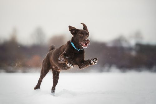 «Вскачь несётся полькой быстрой...»