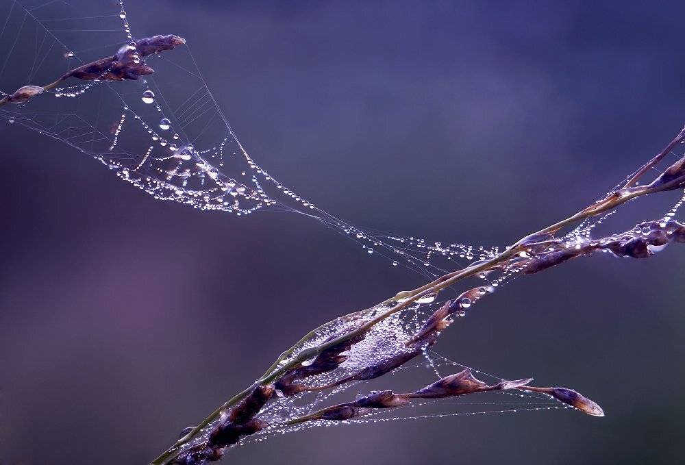 Паутина, Чепленко Алексей