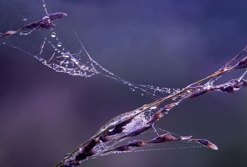 Переплетение миров