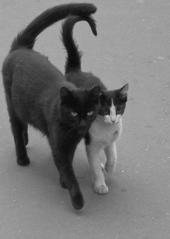 cat Смело, товарищи, в ногу! фото превью