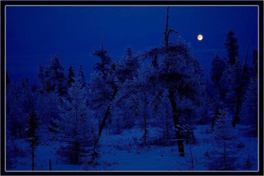 тайга,зима,ночь, Солодухин Виктор