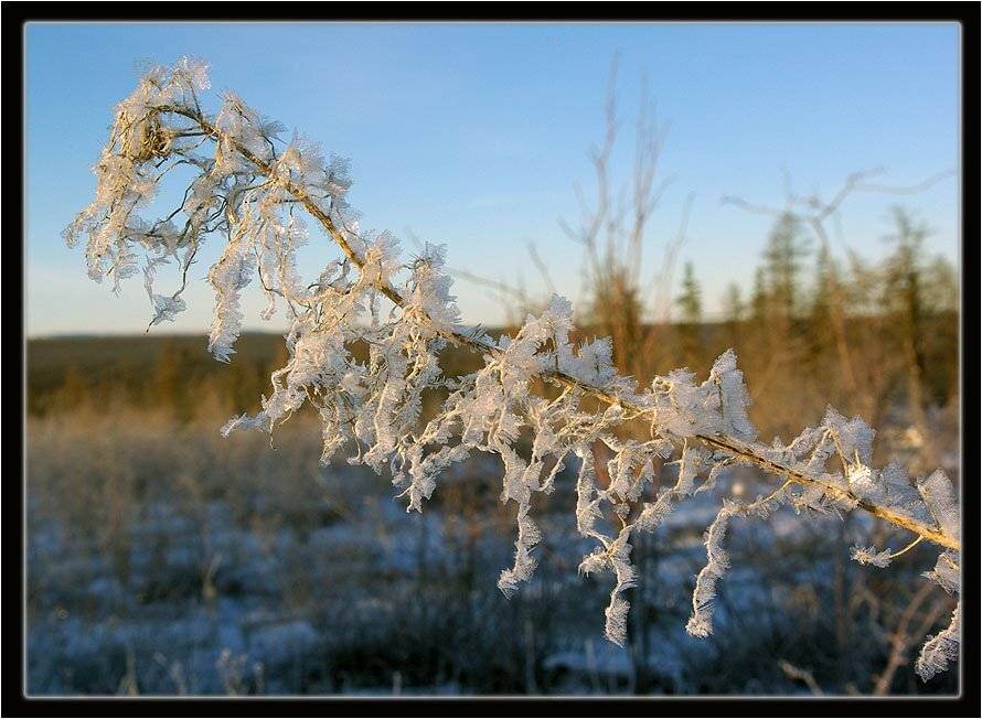 иней, Солодухин Виктор