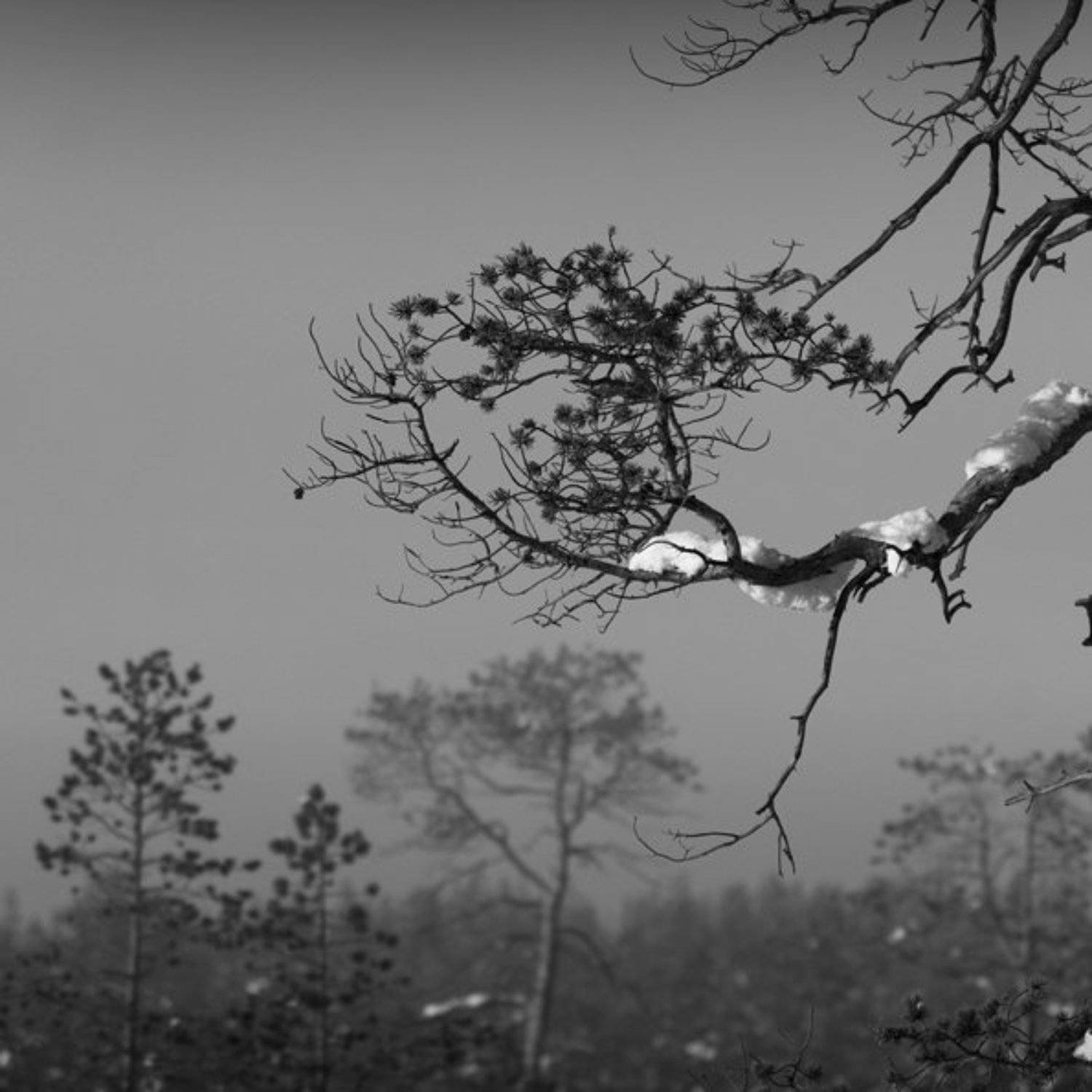 , АлексеевПавЮр_schtadler