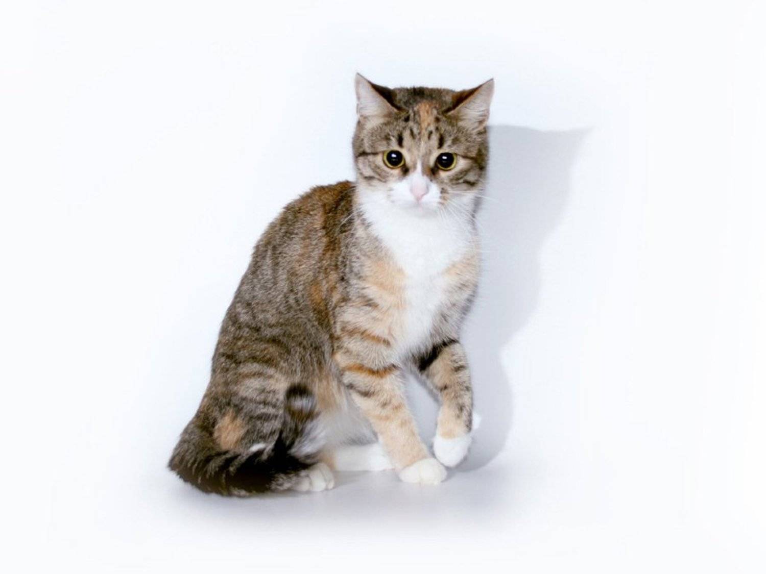 дуся, студия, кошка, Большаков Александр