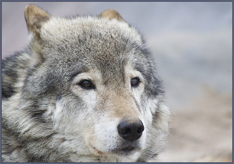 волк, хищник, дикий, зверь, волчица фея с глазами зверя фото превью