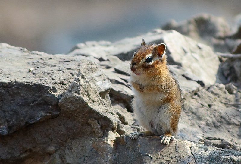 Погреть спинку фото превью