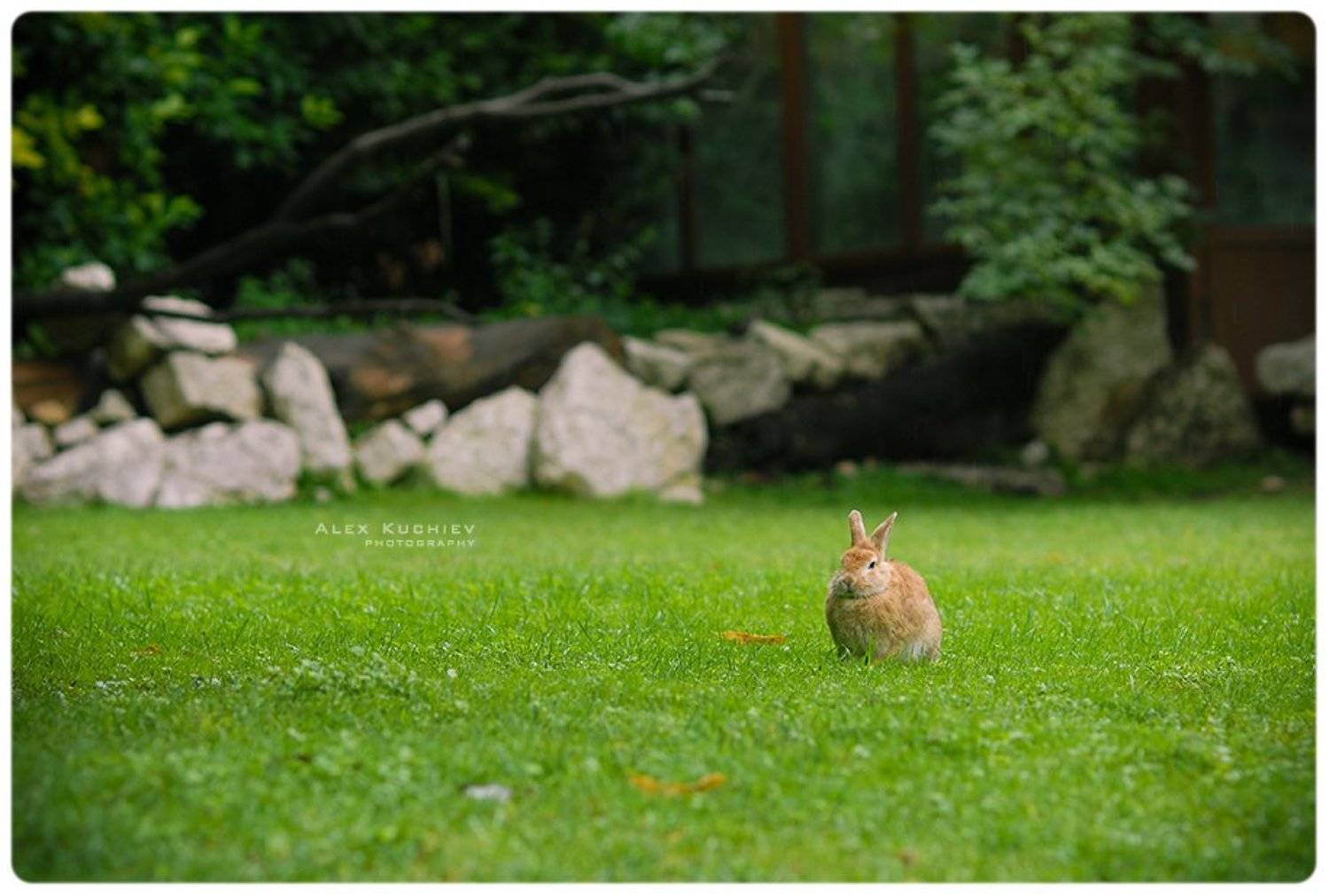 кролик, заяц, природа, кучиев, александр, зеленая трава, Кучиев Александр