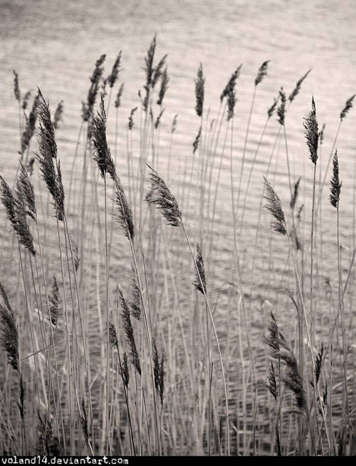 , Воланд Ратибор