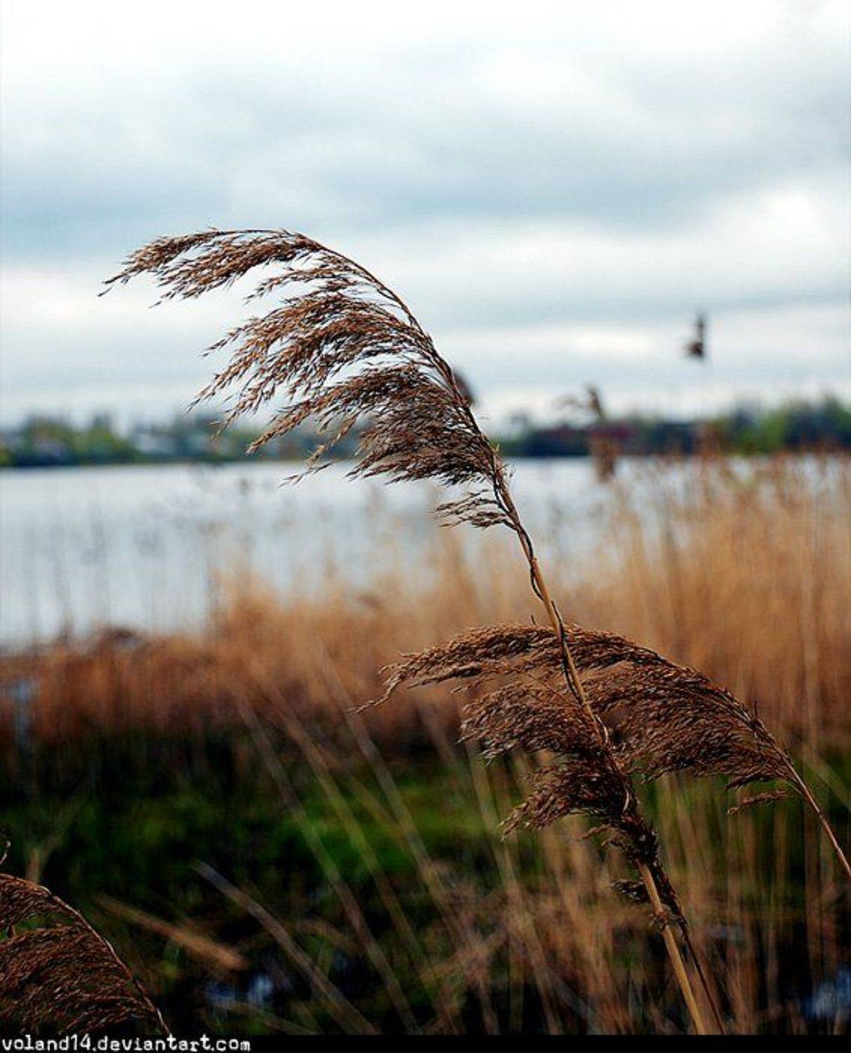 , Воланд Ратибор