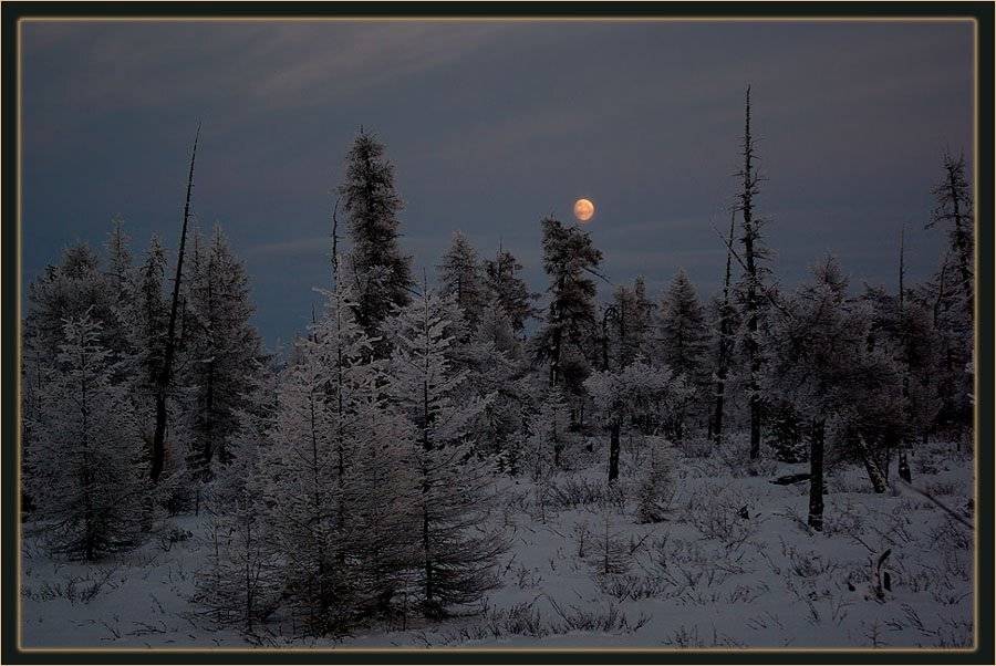 тайга,сумерки, Солодухин Виктор