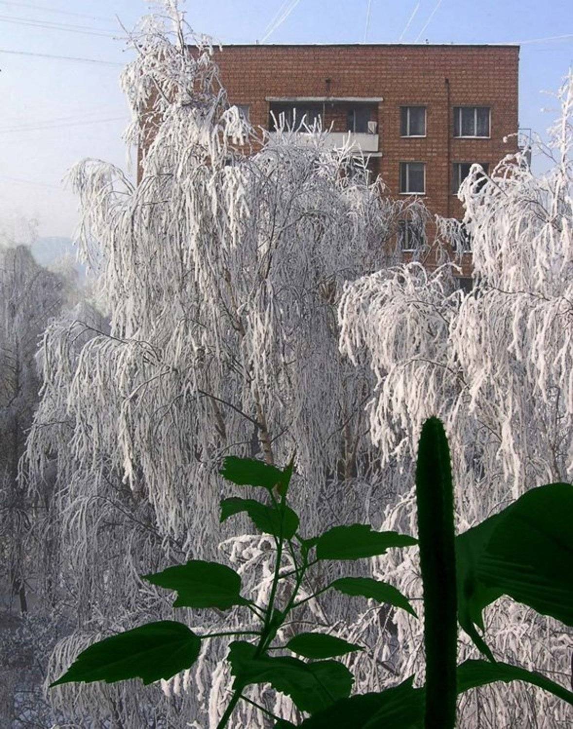 береза,окно,снег, Tatiana Rozanova