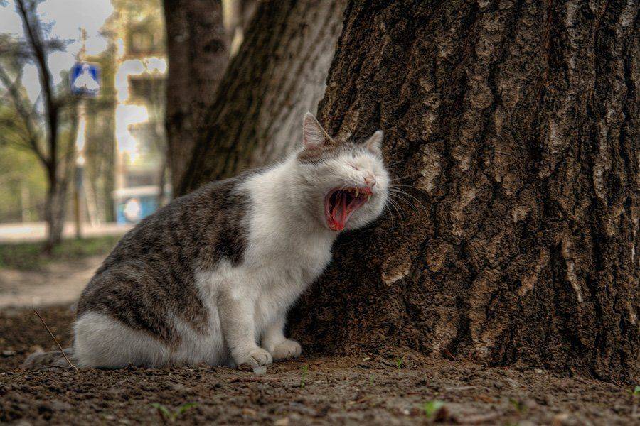 кот, фотоохота., senjor