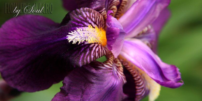 ирис ирис фото превью