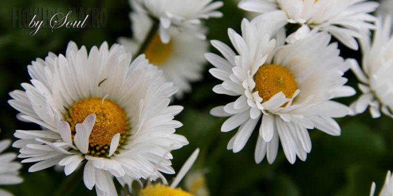 клумба фото превью