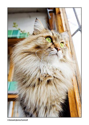 Айкис