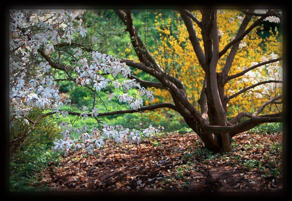 ботанический сад, магнолии, Sound Wave