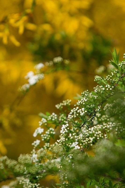 ботанический сад, кусты, Sound Wave