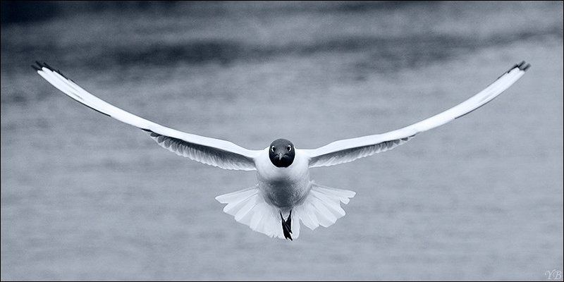 чайка нуу..., долго ещё висеть? фото превью