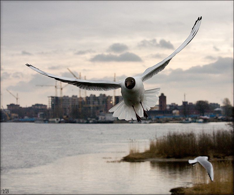 чайка  фото превью