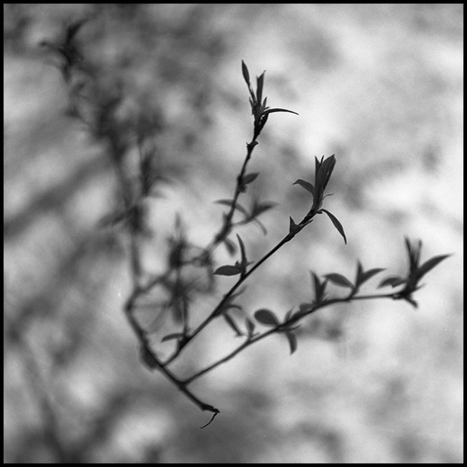 листики, весна, Cameo