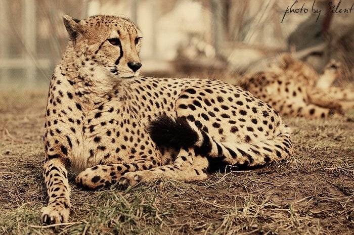 кошка, зоопарк, гепард, Silent