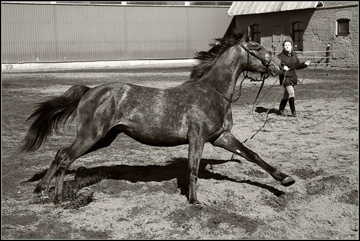 лошадь, конь, весна, крестовский, остров, Братаев Юра