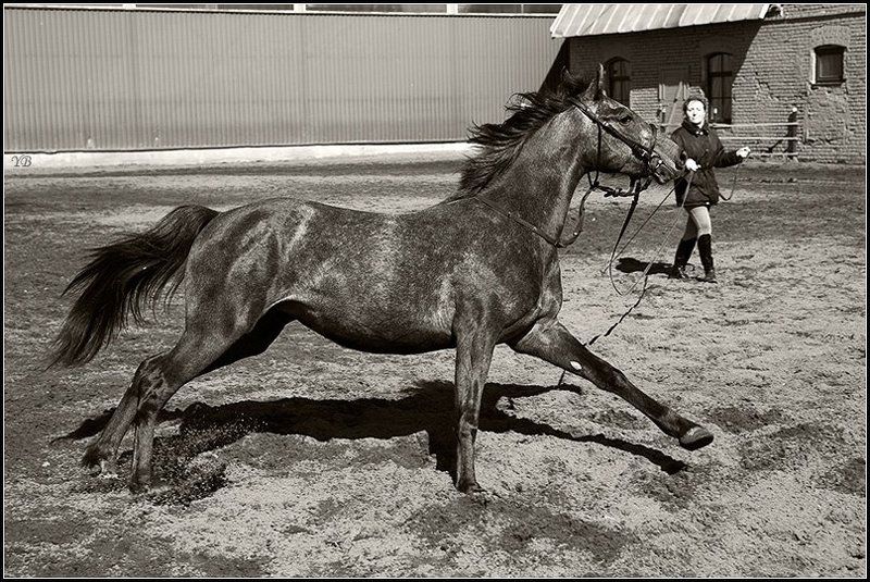 лошадь, конь, весна, крестовский, остров  фото превью