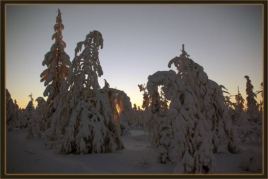 тайга,зима,мороз,рассвет, Солодухин Виктор