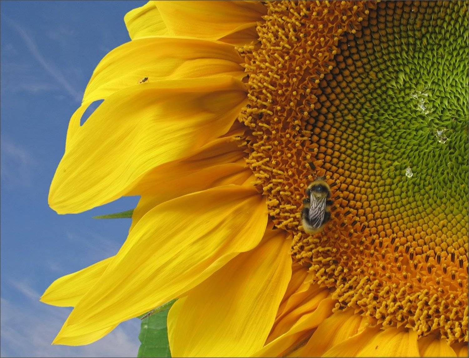 подсолнух, пчела, Tatiana Rozanova