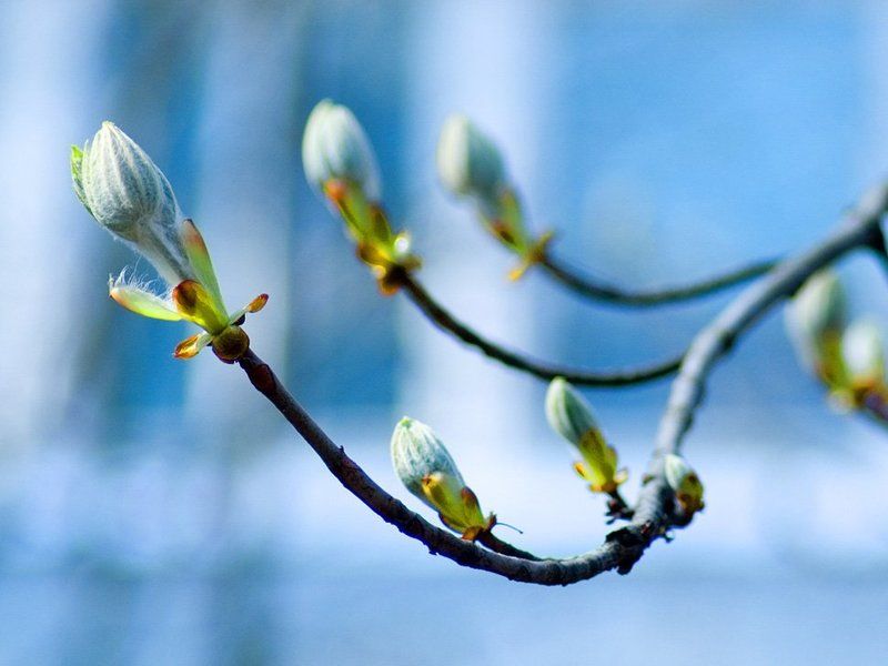 2008 апрель, курск, бутоны каштана Каштан проснулся фото превью