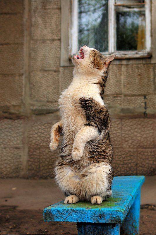 кот, фотоохота., senjor