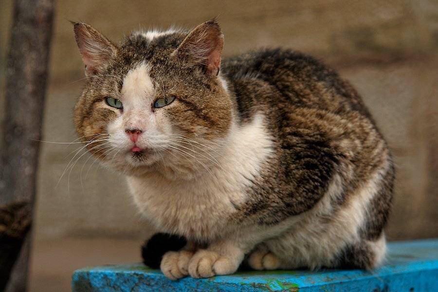 кот, фотоохота., senjor