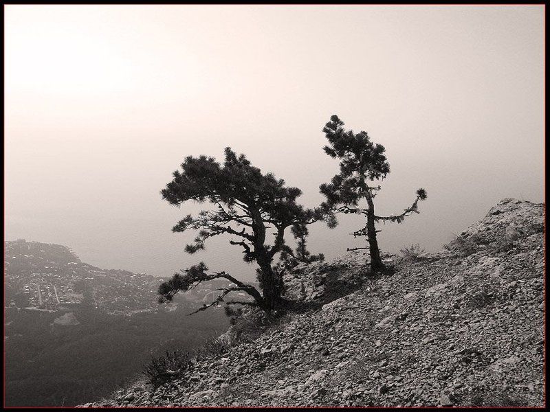 сосны, обрыв Над пропастью фото превью