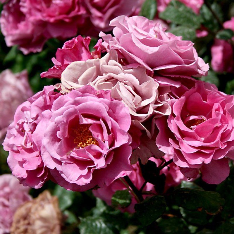 цветы фото превью