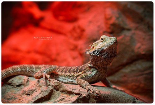 драконыневымерли