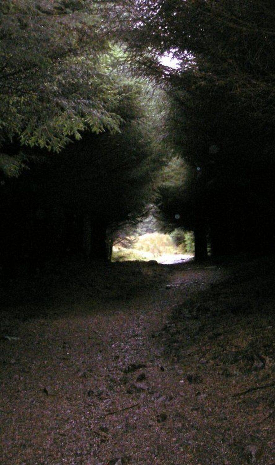 поход, тропинка, свет, ezheboki