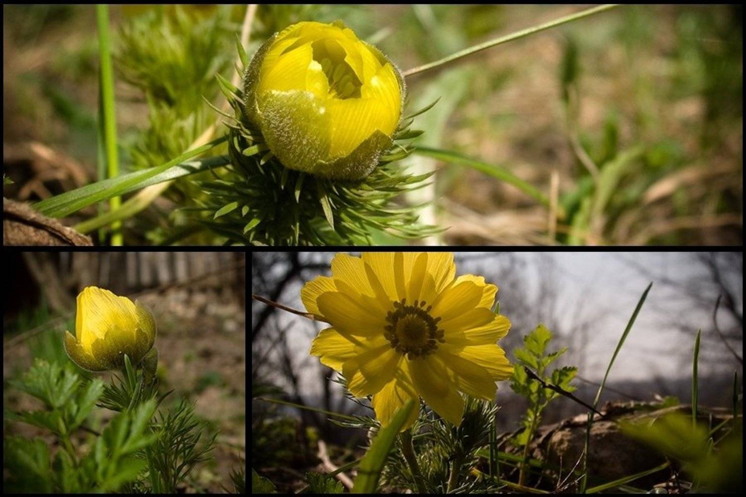 цветочек, tynez