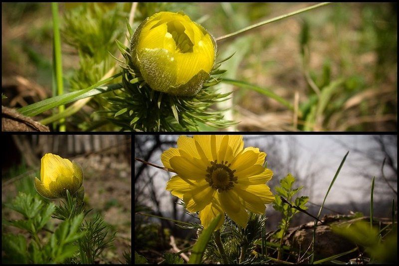 цветочек Первоцвет фото превью